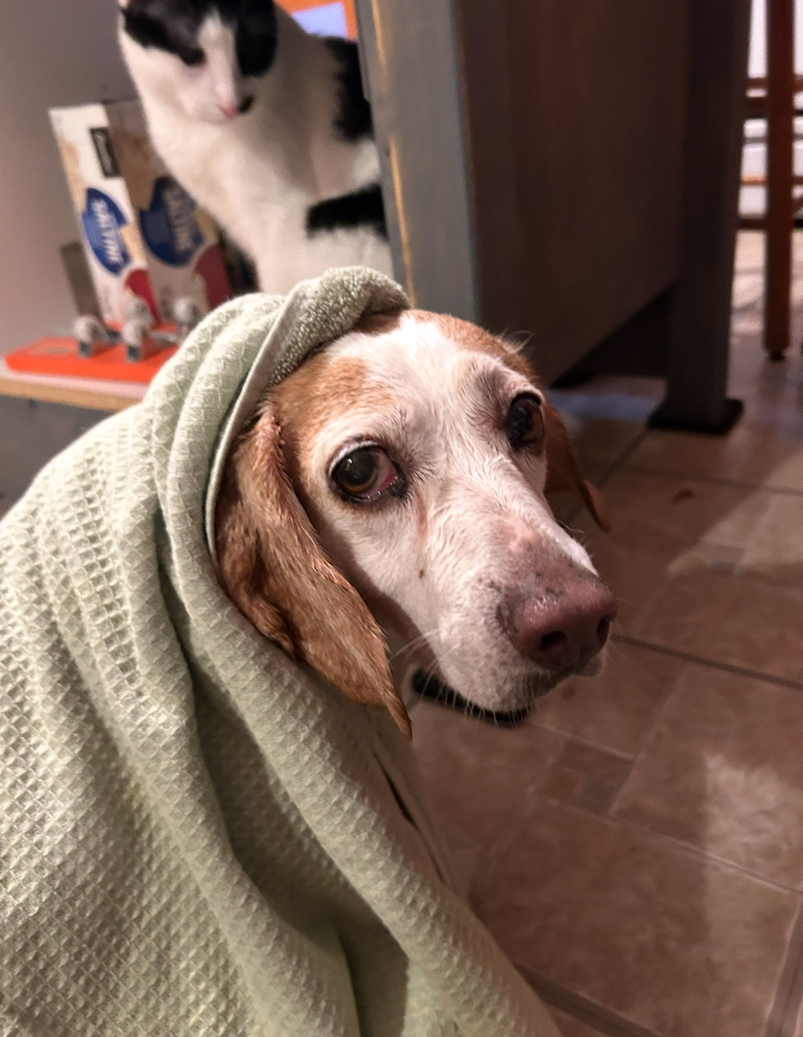 Lady’s Medical Fund