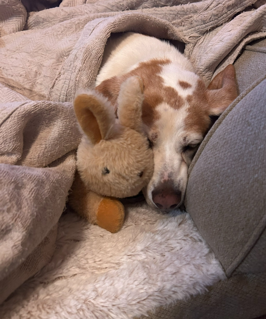 Lady’s Medical Fund