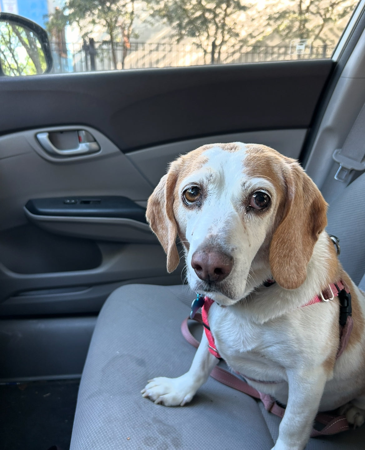 Lady’s Medical Fund