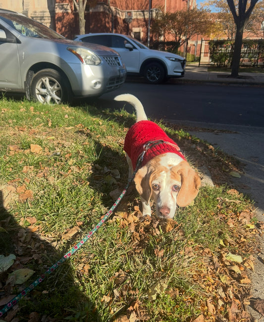 Lady’s Medical Fund